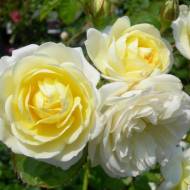 Роза флорибунда Ванилла Боника